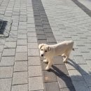 먹자방식당