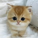 오독안심분양센터 강아지분양 고양이분양 시흥점 이미지