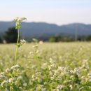 메밀꽃 이미지