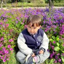 ❤️ 드림파크 국화축제 (2) 이미지