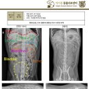 메이플동물병원 이미지