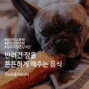 강남동물의료센터 이미지