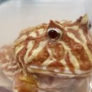 거제초교병설 이미지