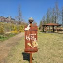 황금거위 동화 | 대구 가볼만한 곳 세천늪테마정원 튤립 만개상황