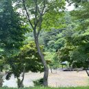 송이 초심정 이미지