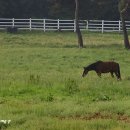 너른초원 이미지