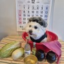 비바도기 이미지