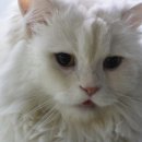 디오 동물병원 이미지