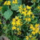 허니농장 이미지