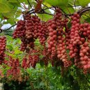 이레농장2 이미지