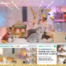 씨유 양천아이엔점 | 양천구고양이분양 후기 나와 마음이 통한 아이를 만나다