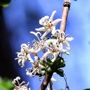 나무커피 이미지