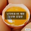 농산물도매센타 | 난각번호1번 국내산 유정란 무항생제 자연방목 계란 20구 산지도매센타