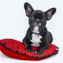 봄강아지 이미지