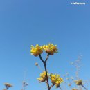 산수유 네이버블로그