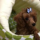 루루 반려견 이미지