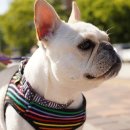 불독하우스 이미지