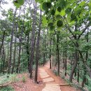 서울 초안산분묘군 이미지