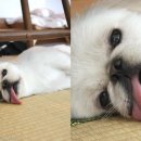 찜통스토리 이미지