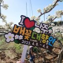 나주 배꽃축제 배꽃대향연 이번 주말 나들이 행사 일정