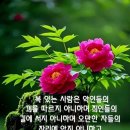 peony