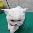 개 이쁜 애견미용샵 이미지