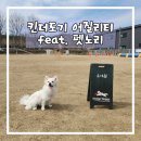 도기크루 | [킨더도기] 카롱이의 어질리티 도전기(with. 펫서비스 펫놀이)_킨더도기 리뷰 쓰고 GS상품권 받기