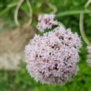 영 농장 이미지