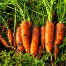 산지로 | 제주 유기농 구좌당근 산지직송후기