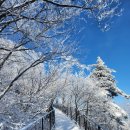 대인카프라자 | 겨울 설경여행 평창 발왕산 케이블카 이용후기