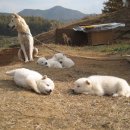 똥강아지 이미지