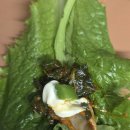 훈이네야채 이미지