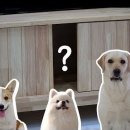 소소행성 이미지