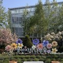 마한애견 | 용인자작나무숲 봄꽃축제 튤립 애견동반 방문후기