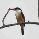 연천의 청호반새(Black-capped Kingfisher) 이미지