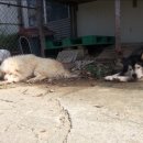 귀동농장 | 제인할배님과 동물보호명예감시원연합 부속 동물병원 : 중성화 수술 관련 사고_마취량이 좀 부족해서...