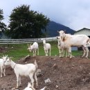 희망농장 이미지