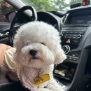 로맨틱큐브 B | 강화 애견동반 펜션 후기 로맨틱큐브펜션B