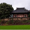 홍산객사 은행나무 이미지