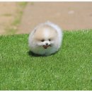 남양주켄넬 | 포메라니안 전문 켄넬 비비드켄넬 갓불리켄넬 추천합니다