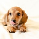 키스더도그/아르테미스 이미지