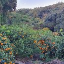 강정동-19 이미지