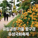 상계태권요가명상 | 대전 가을 꽃구경 가볼 만한 곳 온천공원, 유성국화축제 유림공원 볼거리
