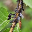 개미목장 이미지