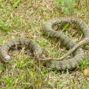 대선보건진료소 이미지