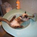 목욕하는고양이 이미지