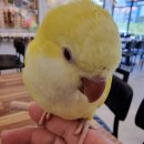 리프패럿진주점 이미지