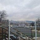 도그다움 이미지