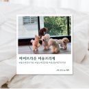B&B(바비브라운 비숑프리제) | [울산] 울산강아지유치원 바비브라운 비숑프리제 솔직후기