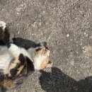 문장로-6 이미지